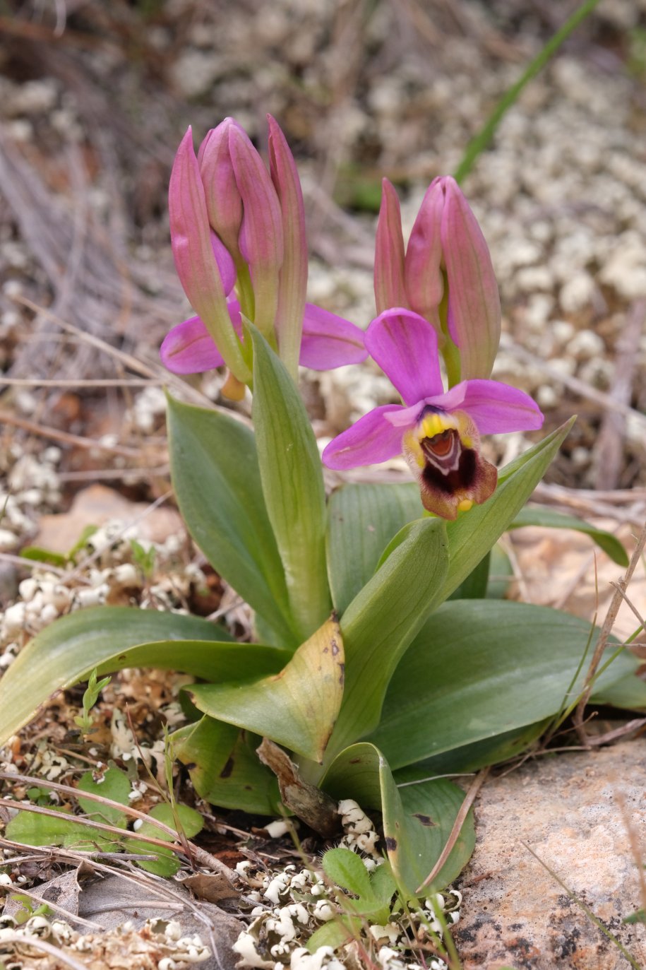 Anno nuovo, orchidee nuove: dalla Grecia con passione.